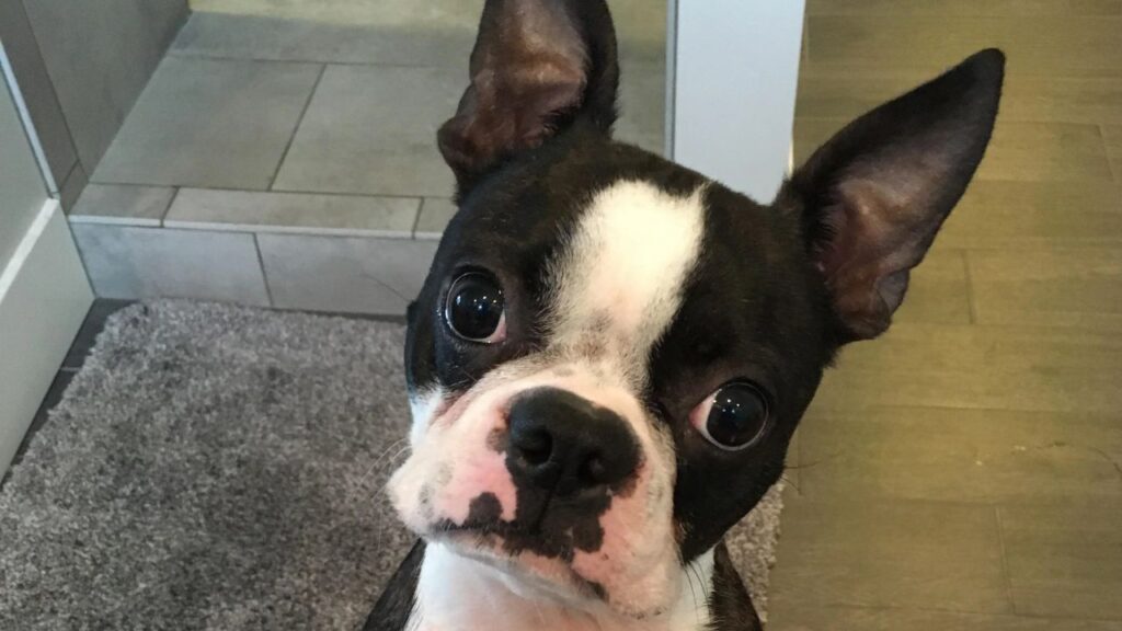 Boston Terrier