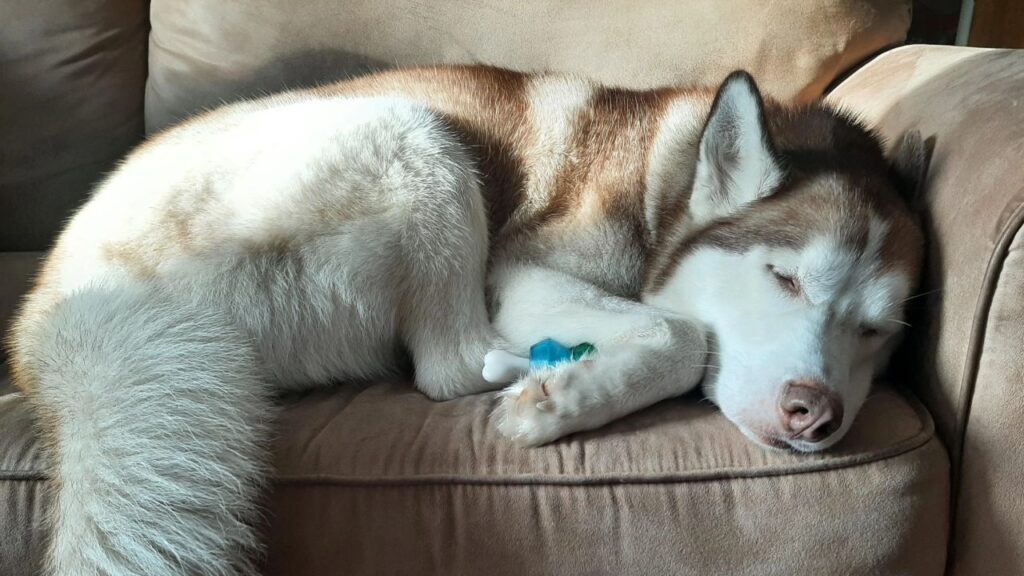 Siberian Husky