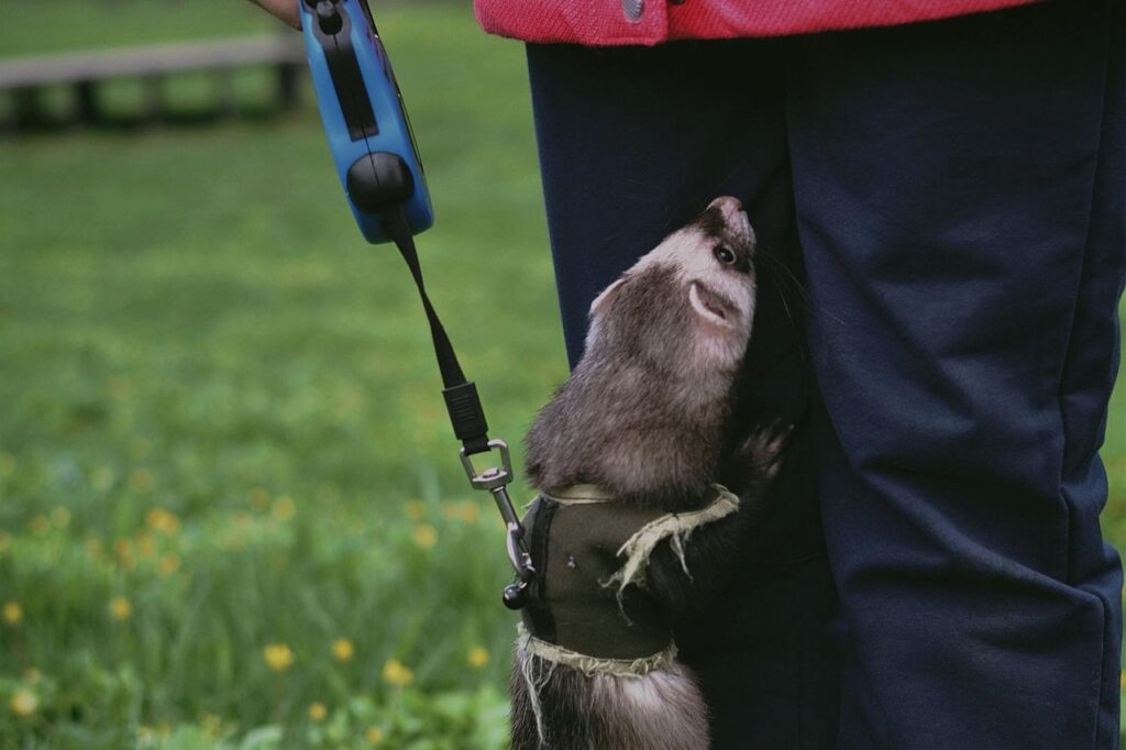 ferret