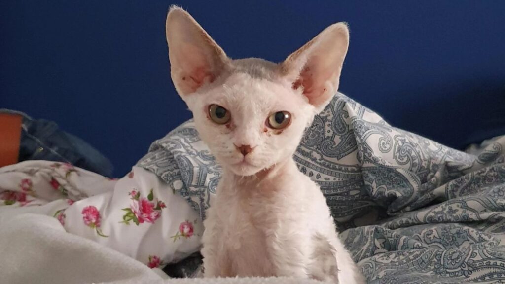 Devon Rex