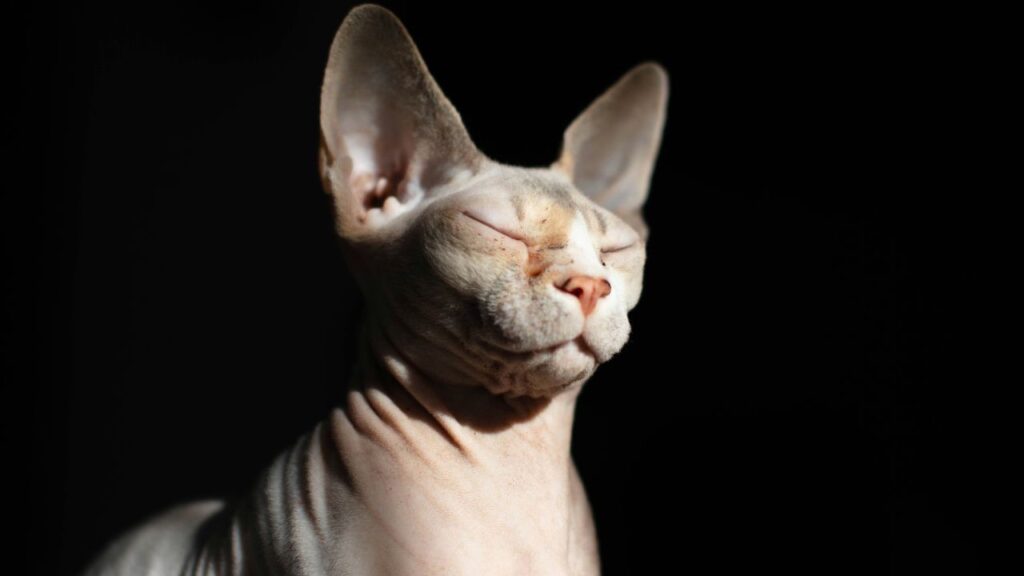 Sphynx Cat