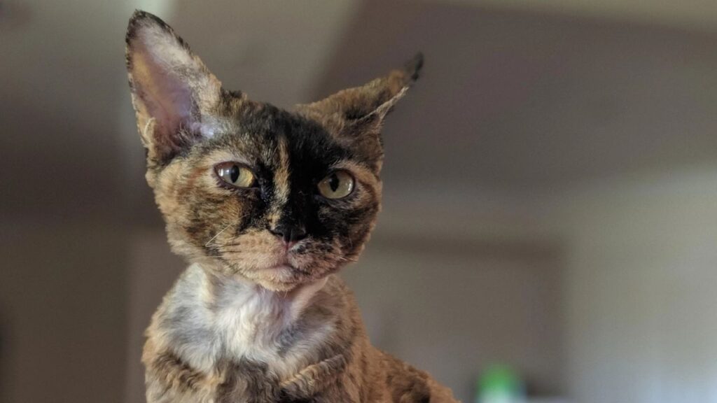Devon Rex