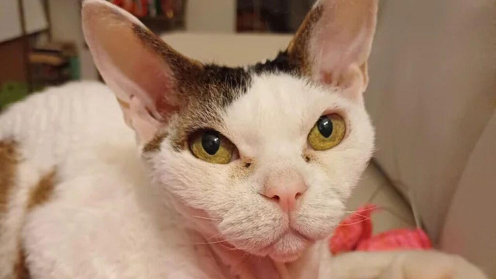 Devon Rex