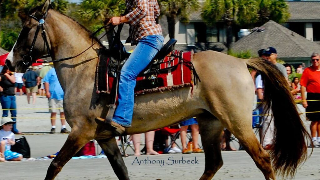 A Carolina Marsh Tacky horse in Hilton Head Island
