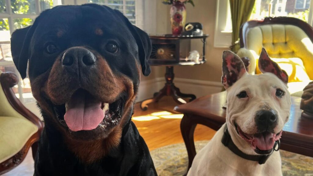 Rottweiler and American Staffordshire Terrier