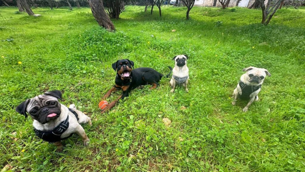 Rottweiler with Pugs