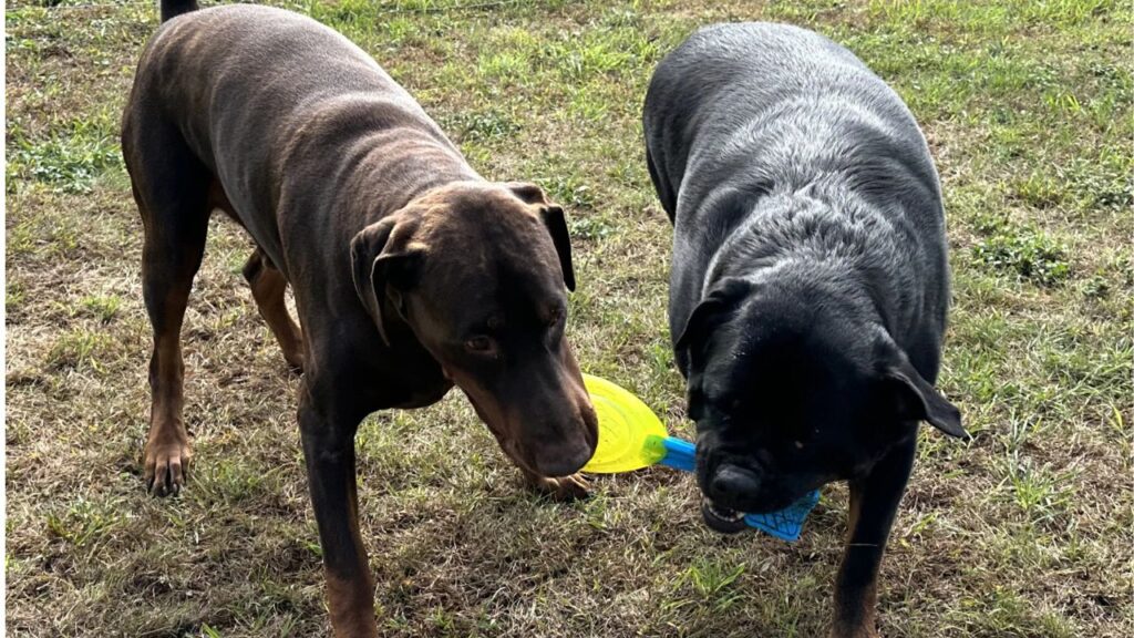 Rottweiler with Doberman Pinscher