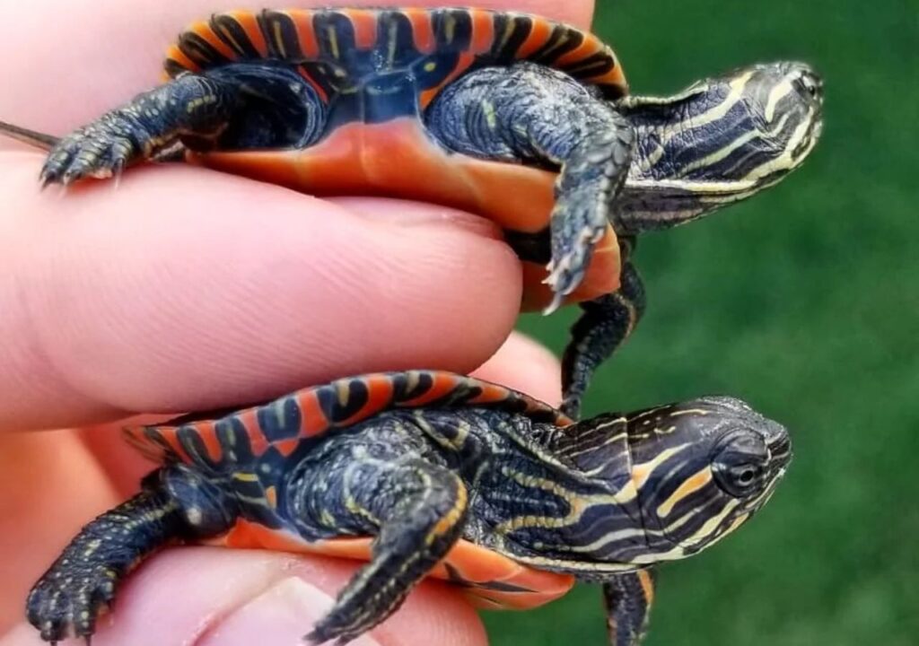 little western painted turtles