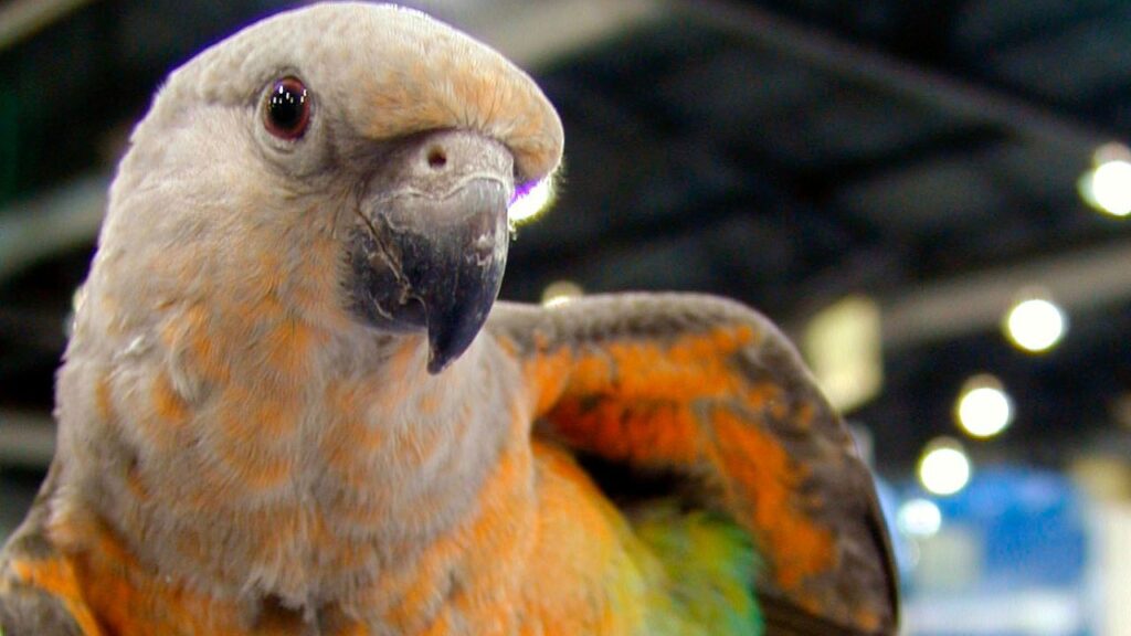 Poicephalus Parrots