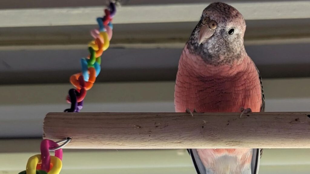 Bourke’s Parakeet
