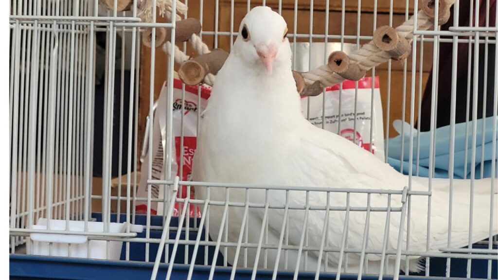 Dove inside Cage