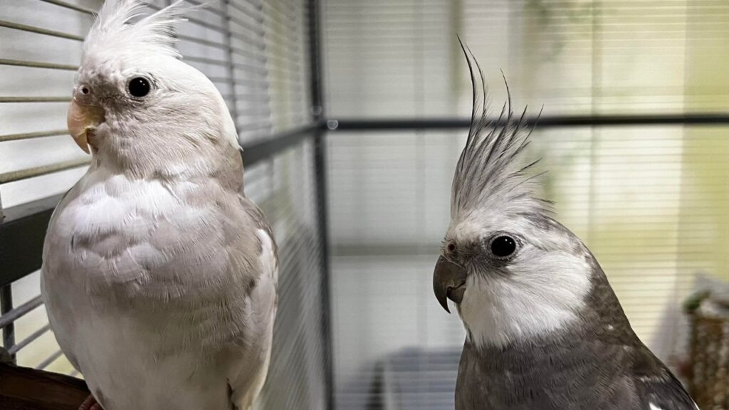 Cockatiel