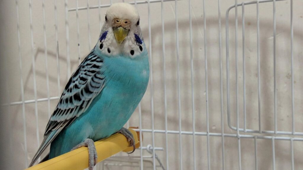Budgerigar (Budgie)