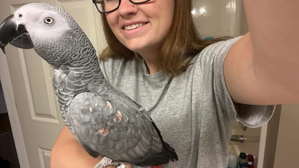 African Grey Parrot