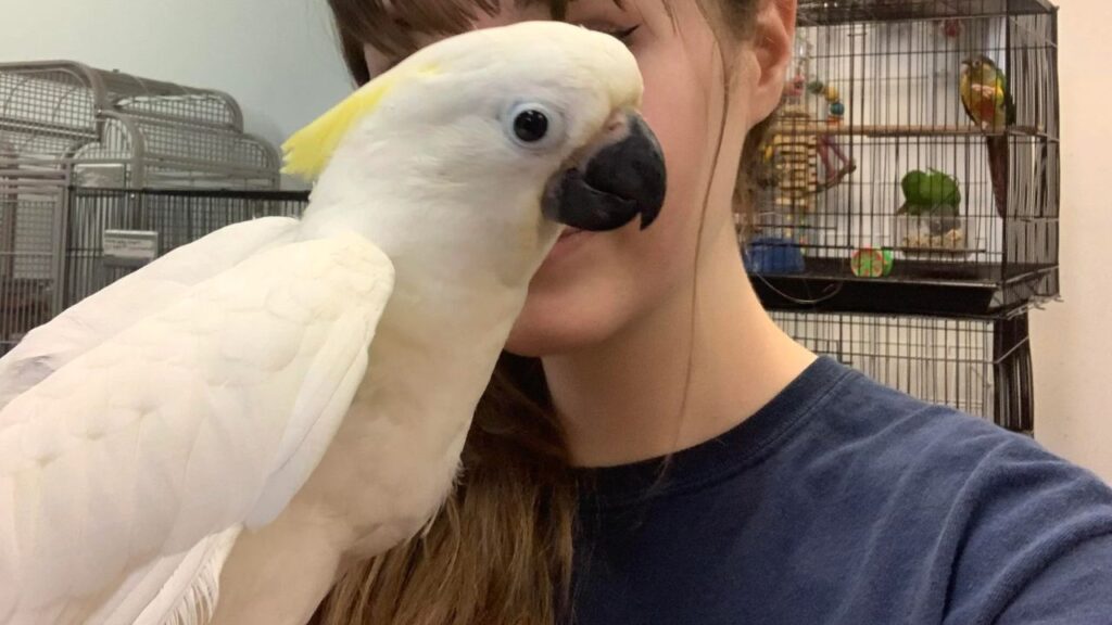 Cockatoo