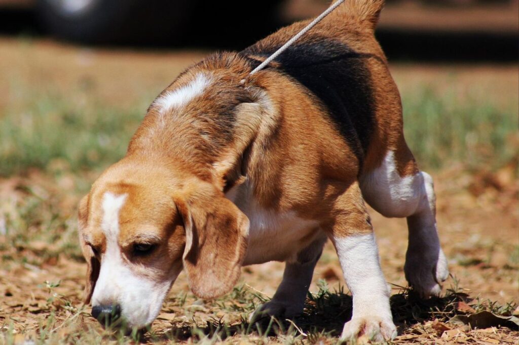beagle sniffing