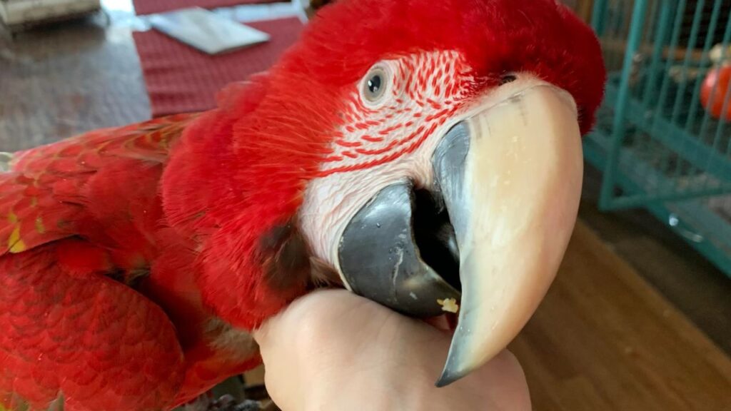 greenwing macaw