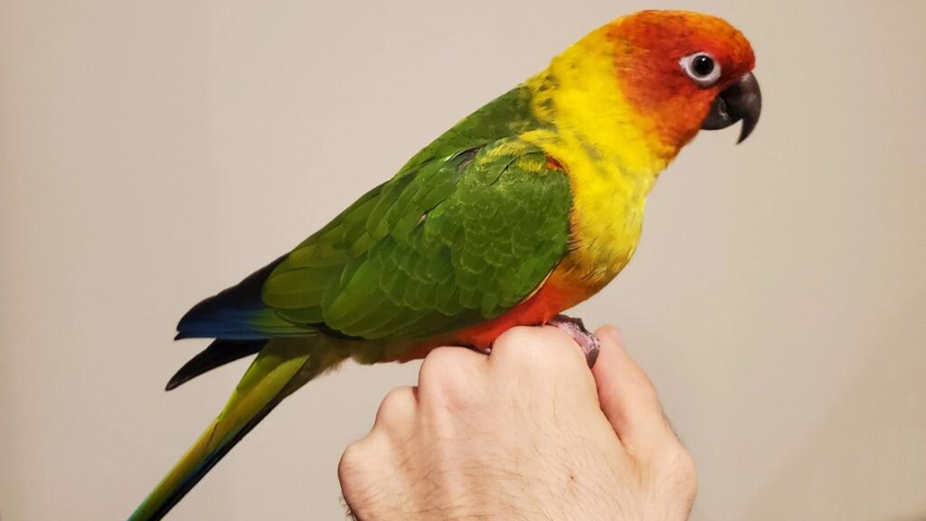 Conure Bird