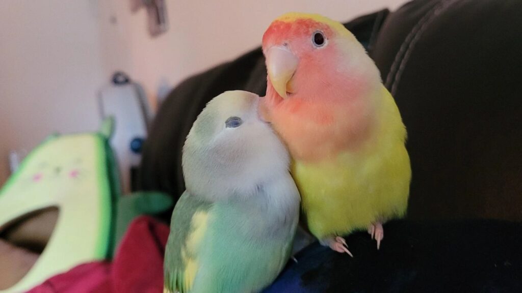 Love Birds