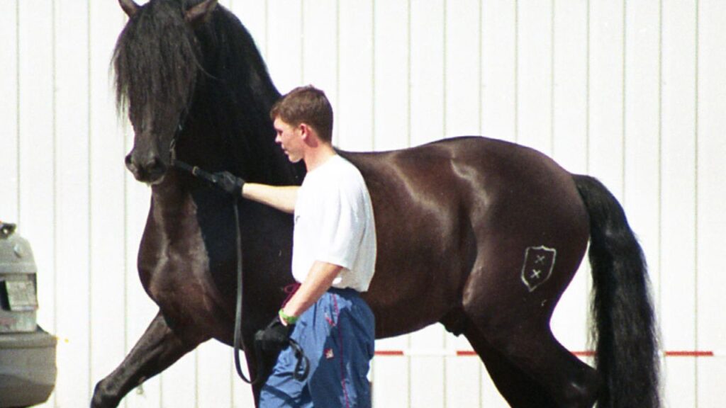 Andalusian stallion at Equiros horse fair in Moscow