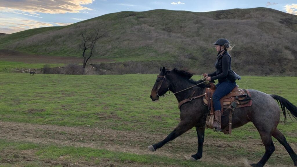 American Quarter Horse