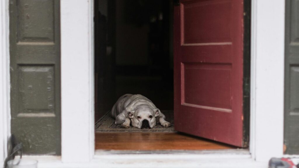 Dog resting (Near Door)