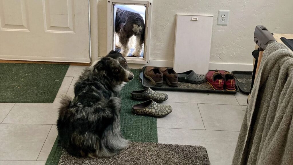 Dog smart door