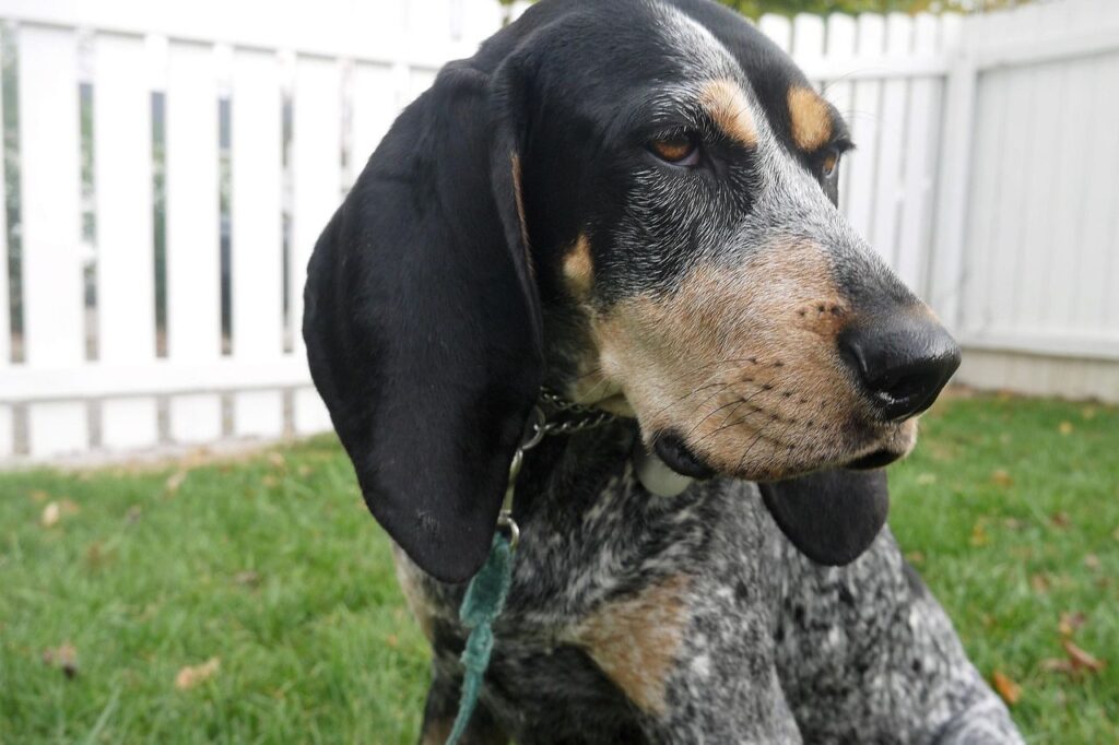 blue tick coonhound