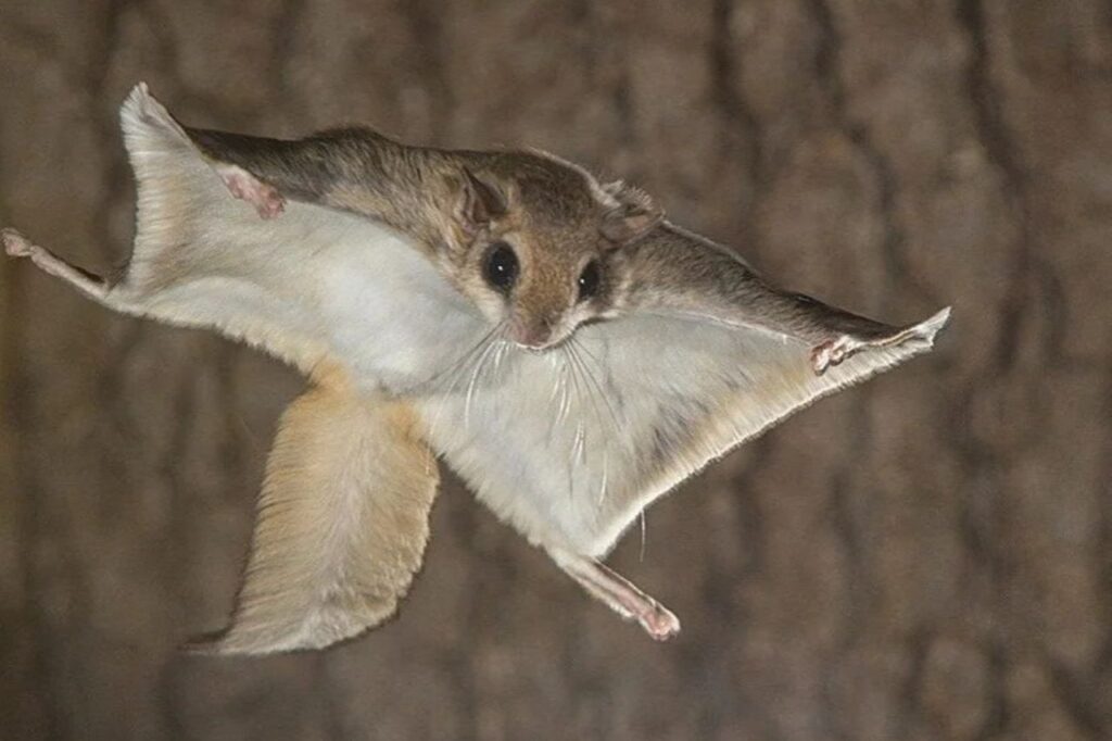 flying squirrel