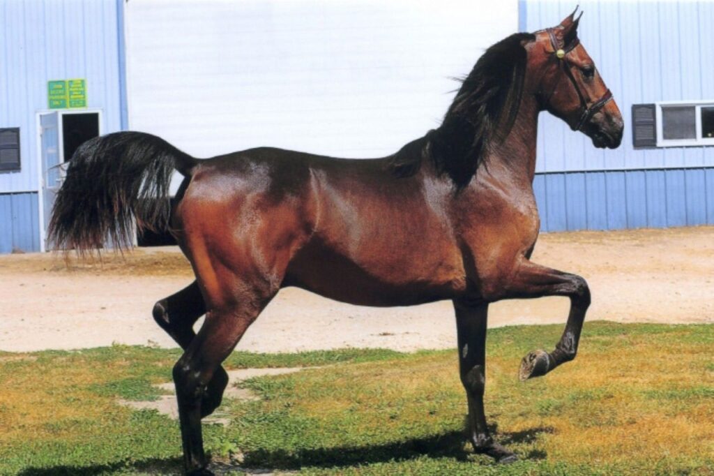 Morgan Horse