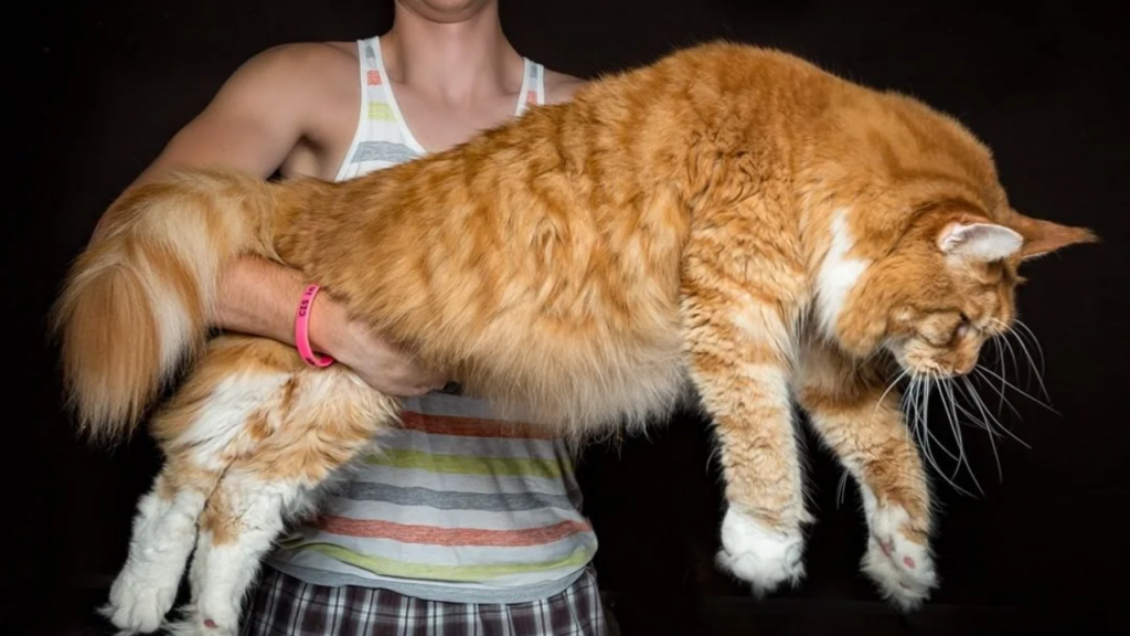 Giant Maine Coon Cat