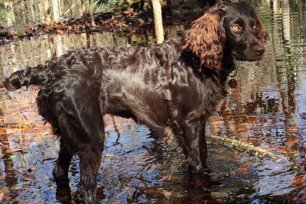 Boykin spaniel