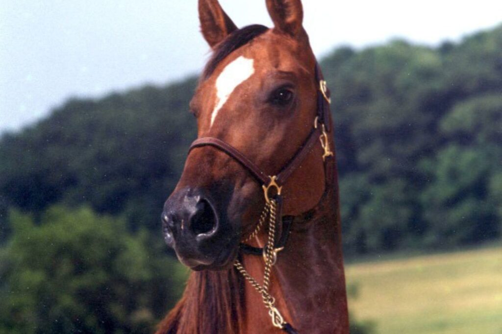 Morgan Horse