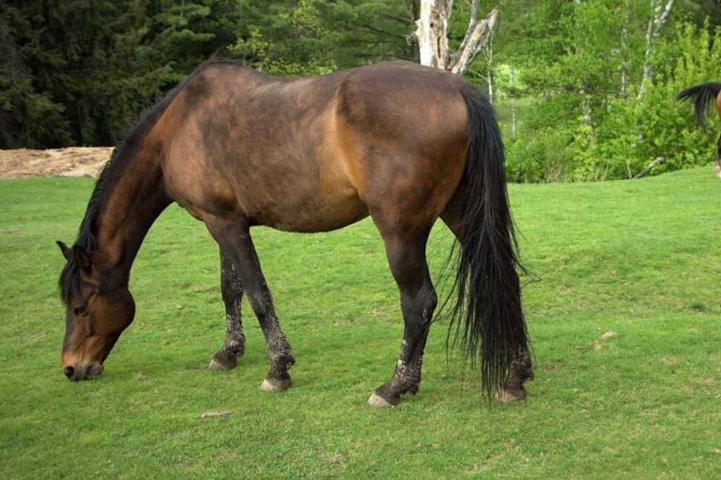 Morgan Horse