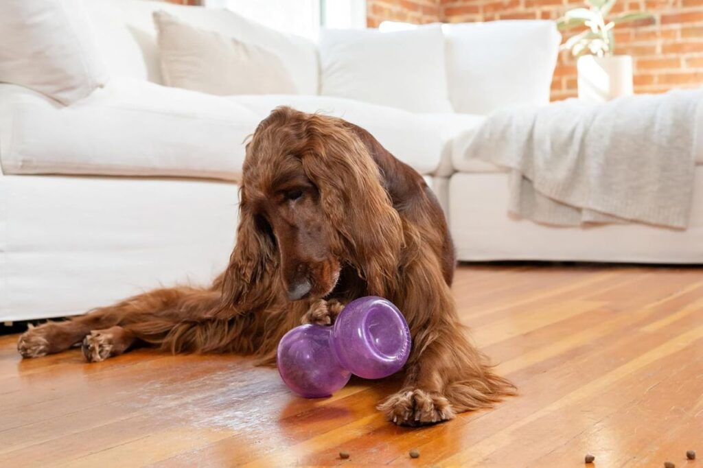 Dog Toy