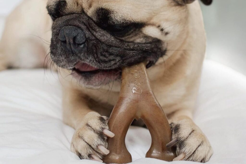 Dog Toy
