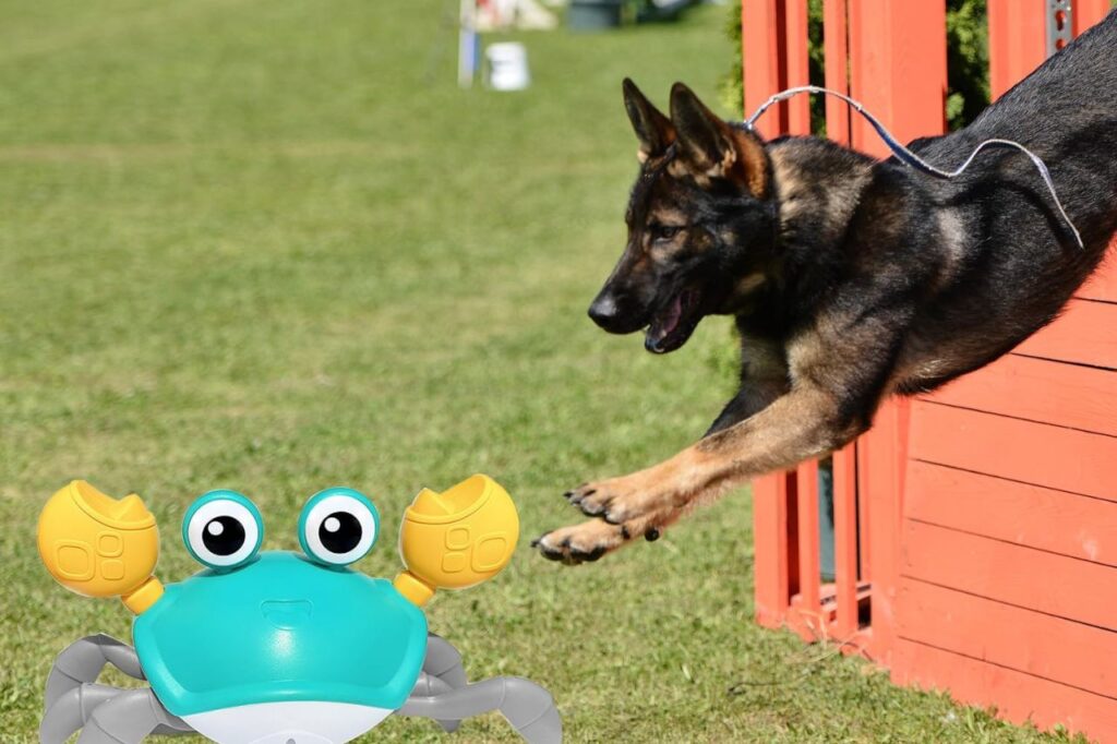Dog Toy