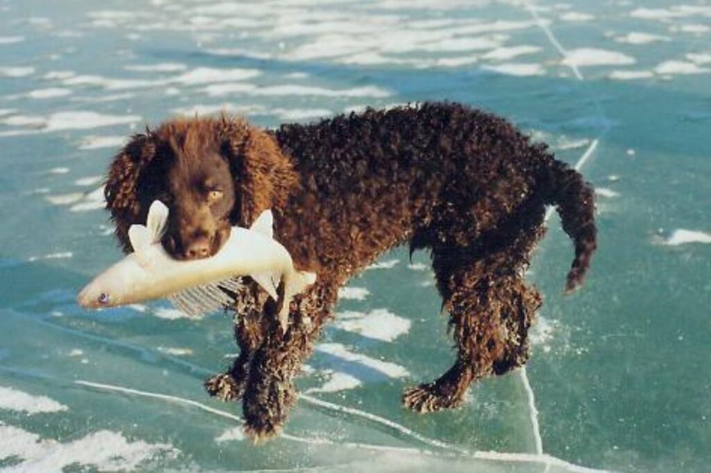 american water spaniel