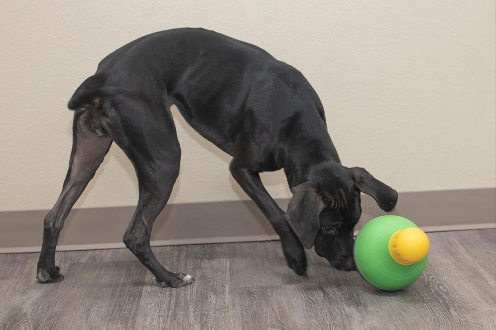 Dog toy