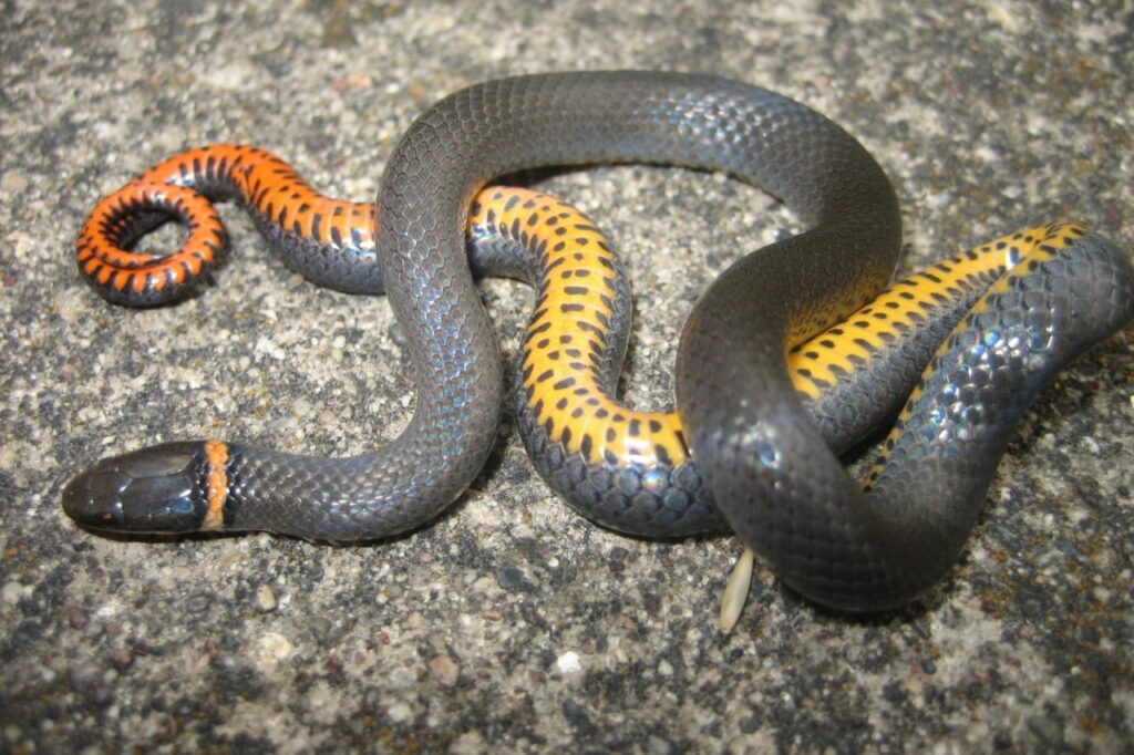 rat Snake