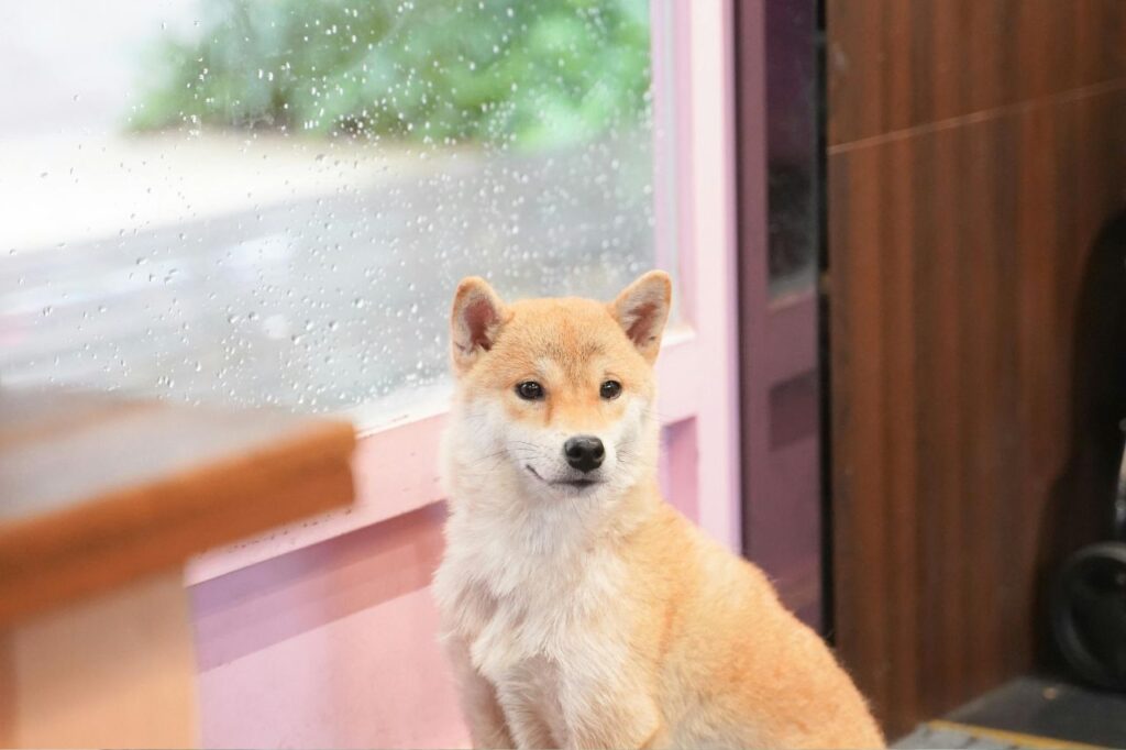 Dog inside house