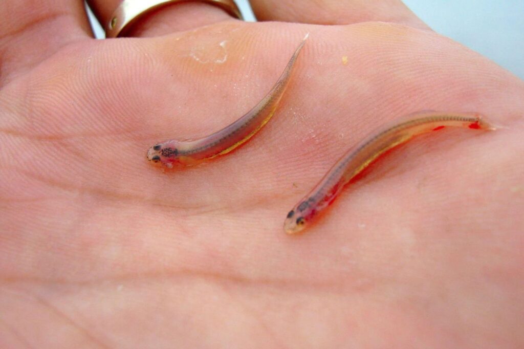 Candiru