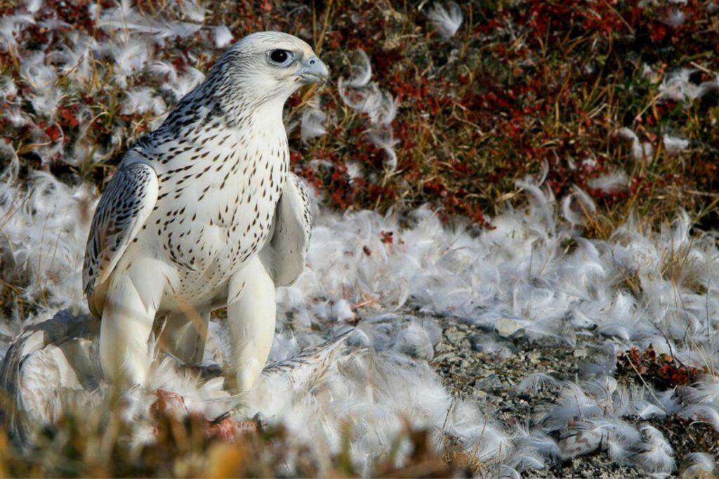 gyrfalcon