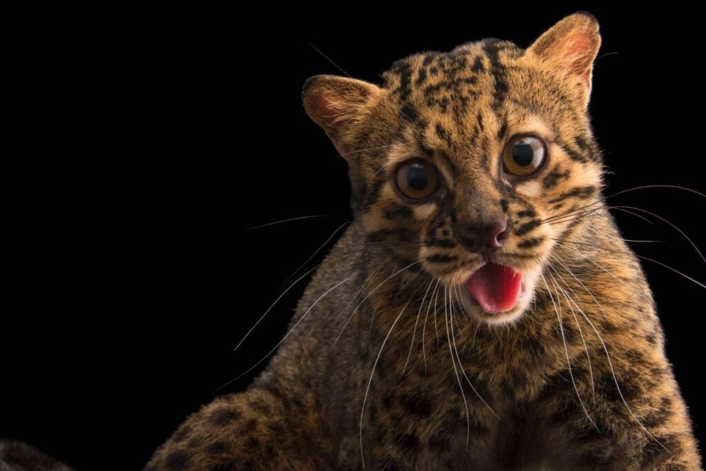 Marbled Cat (Pardofelis marmorata)