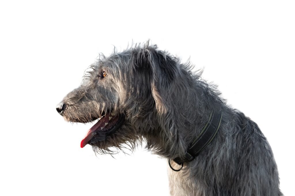 irish wolfhound