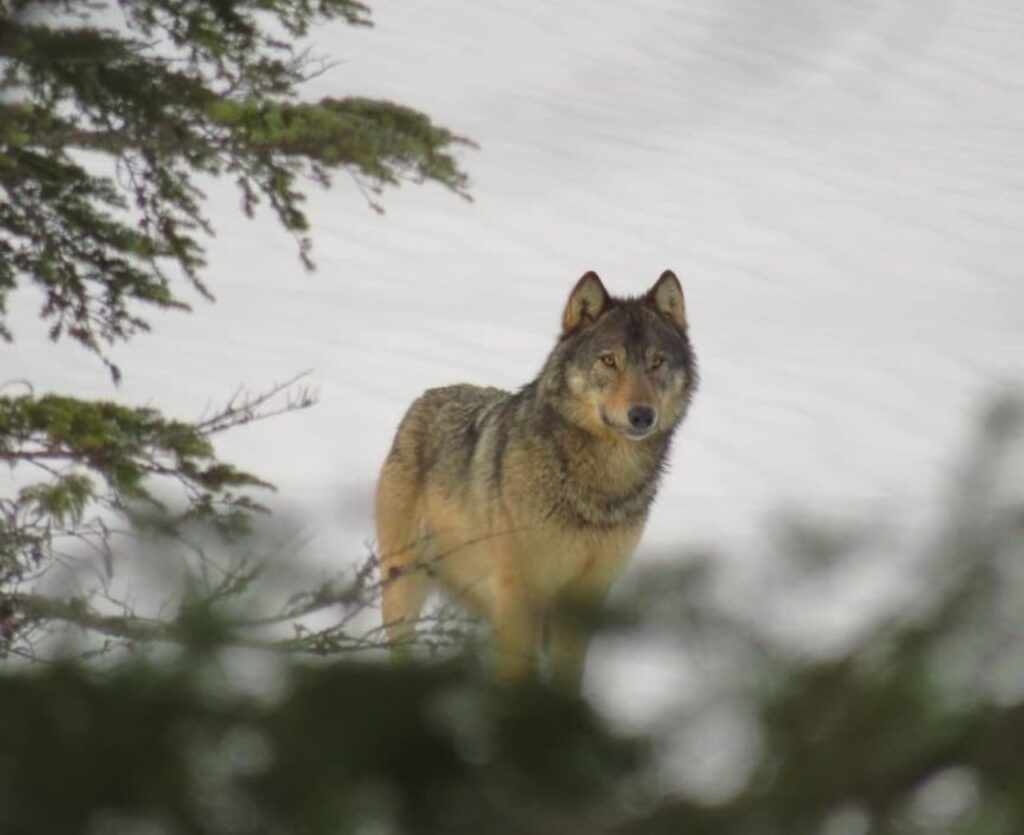 Vancouver Coastal Sea Wolf