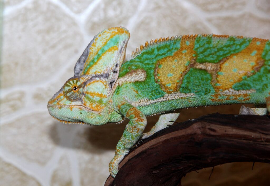 Veiled Chameleon
