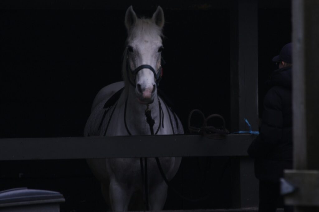 Horse In dark
