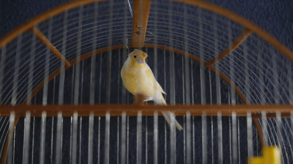 Canary bird