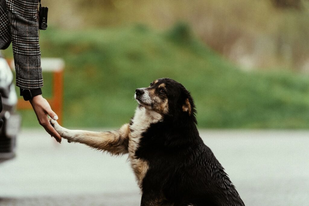 Dog Handshake